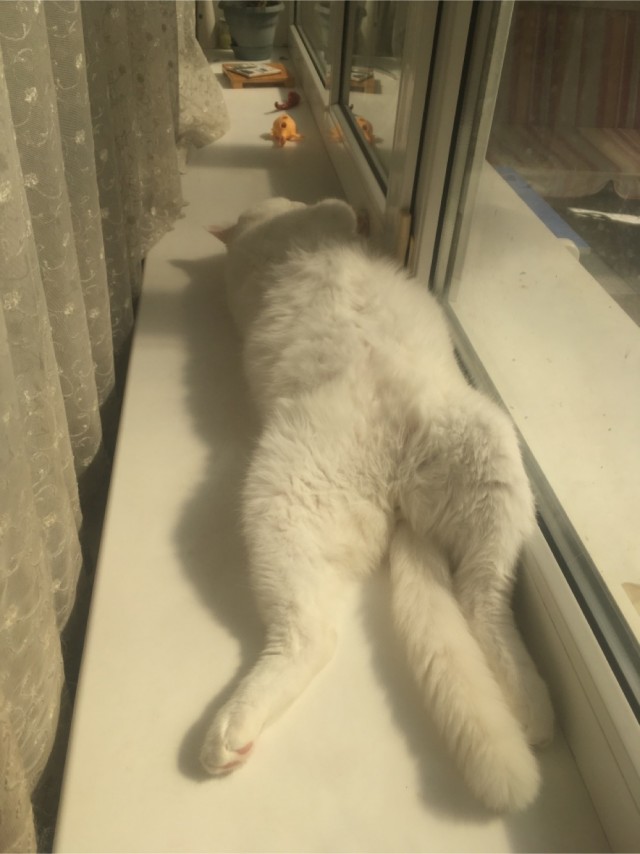 По просьбам в теме ниже. Реальный котовторник!