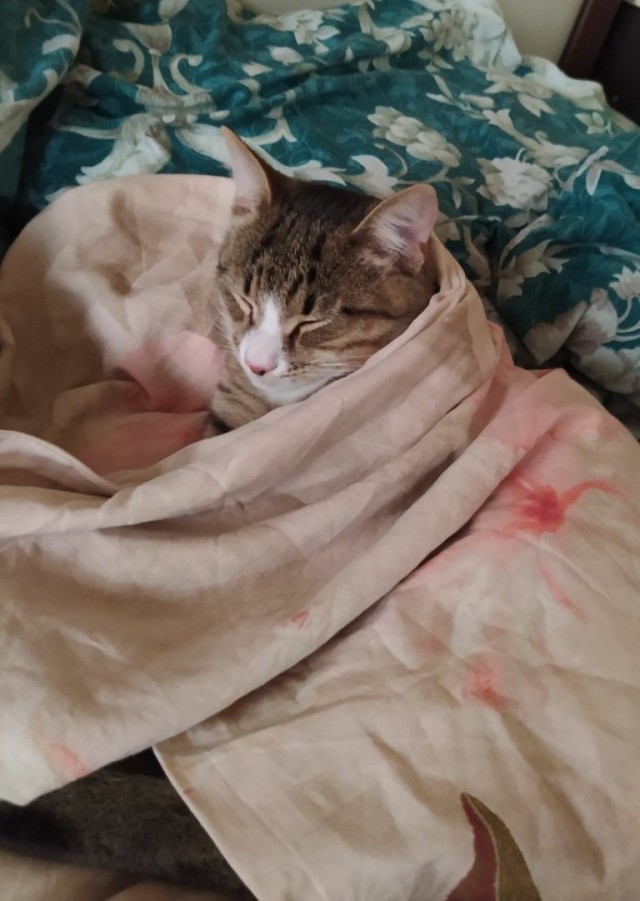 Моя красотка