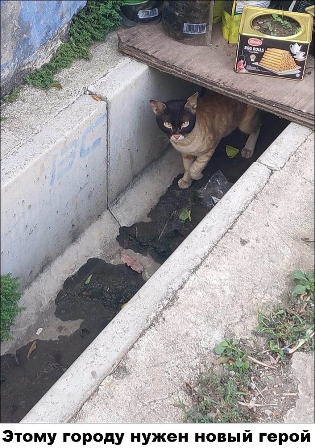 Картинки и мемы для настроения 28.07.2021