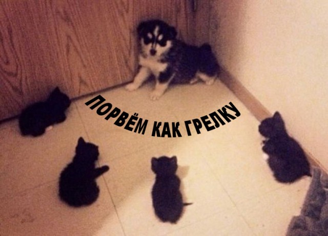 Злые котики - к последнему летнему котовторнику