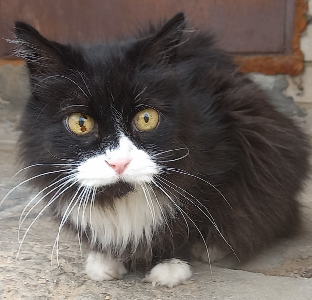 Котовторник 28.09.21