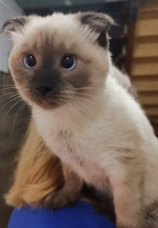 Котовторник 21.12.21