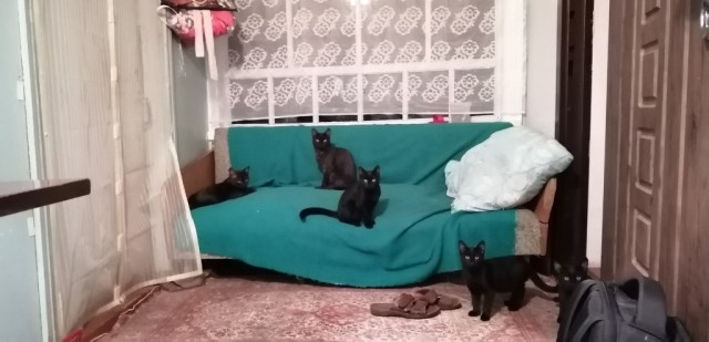 Котовторник 25.01.22