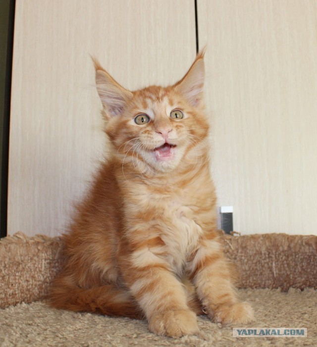 Они для нас - страница в жизни... Котовторник.
