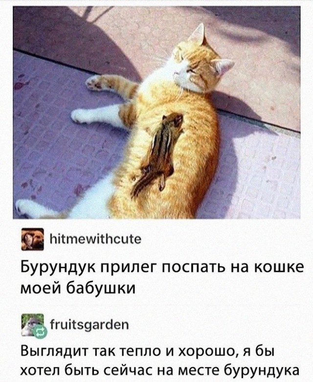 Картинки и мемы для настроения - 27
