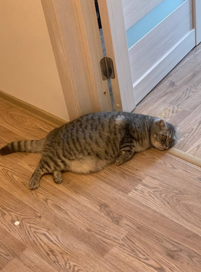 Кормите быстро!