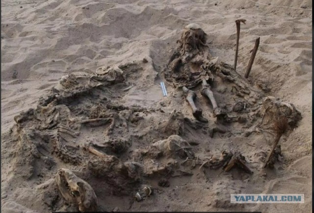 Новая загадка Египта. Захоронение ребенка со 142 собаками