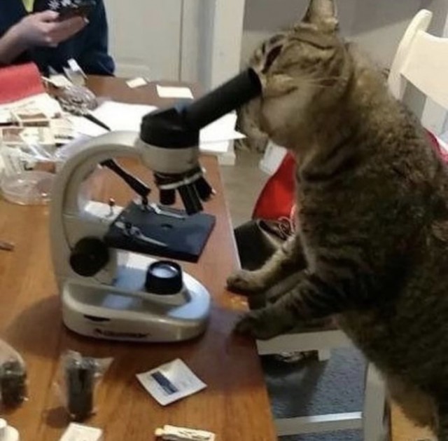 Коты-работяги