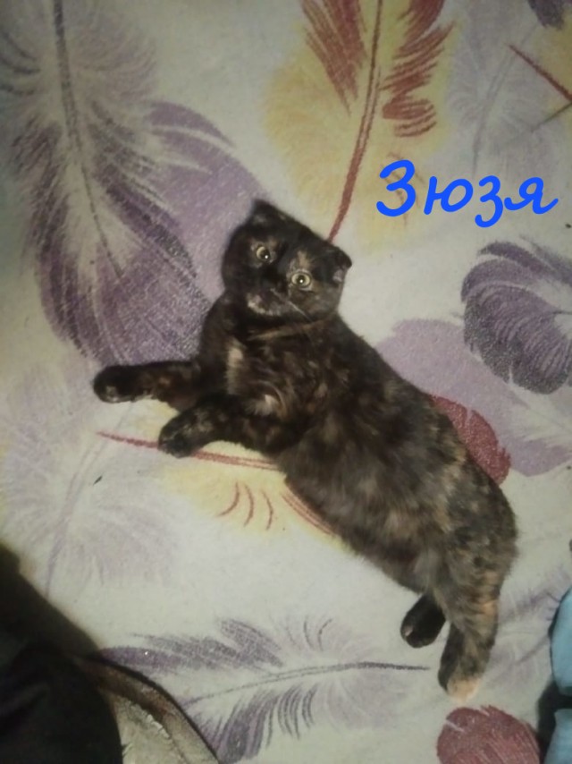 Жизнь домашнего приюта "Котоленд" 380