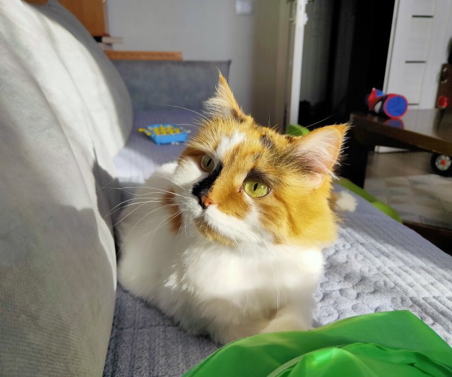 Котовторник