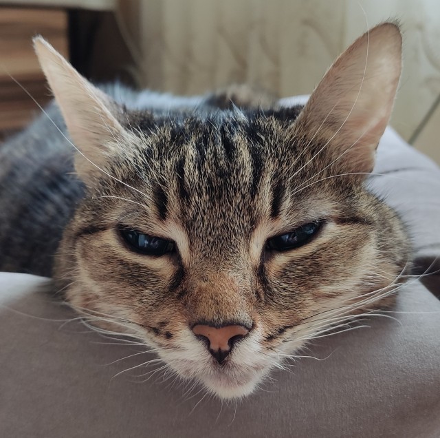 Самый грустный котик