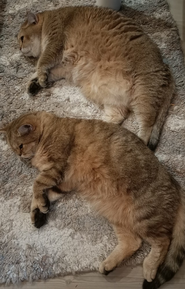 Котовторник