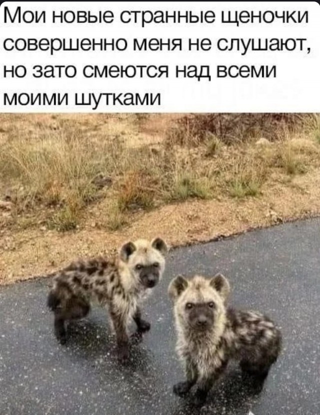 Нужно срочно отослать жену за хворостом