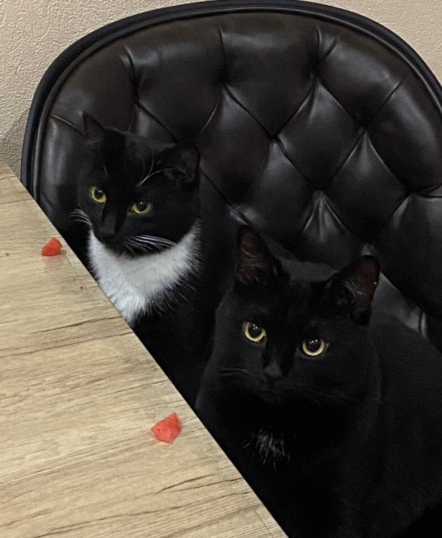 Котовторнику посвящается-Подобрашка