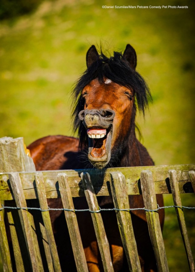 Comedy Pet Photo Awards 2020