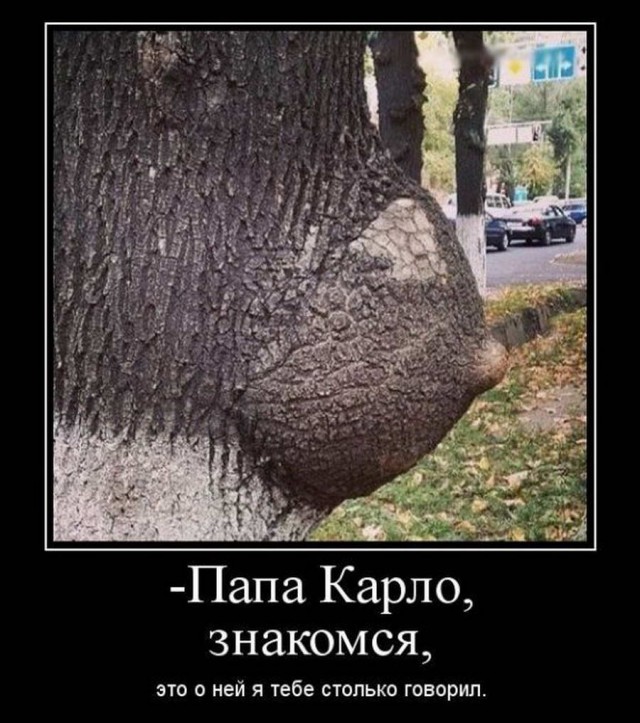 Бояны 6-ти летней выдержки