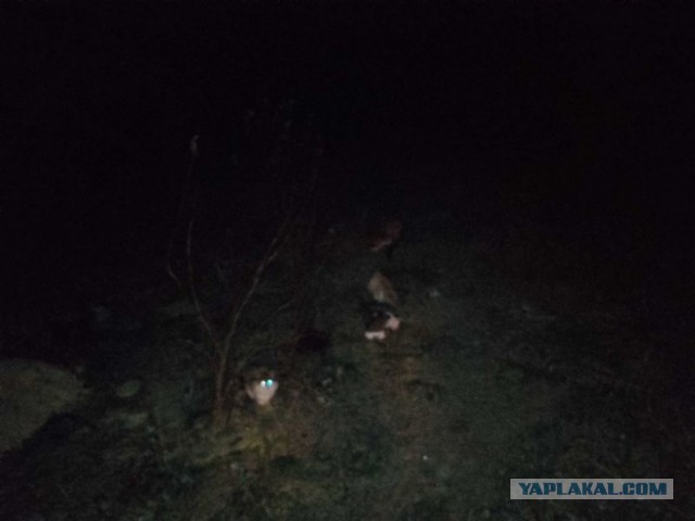 Жизнь домашнего приюта для котеек 472