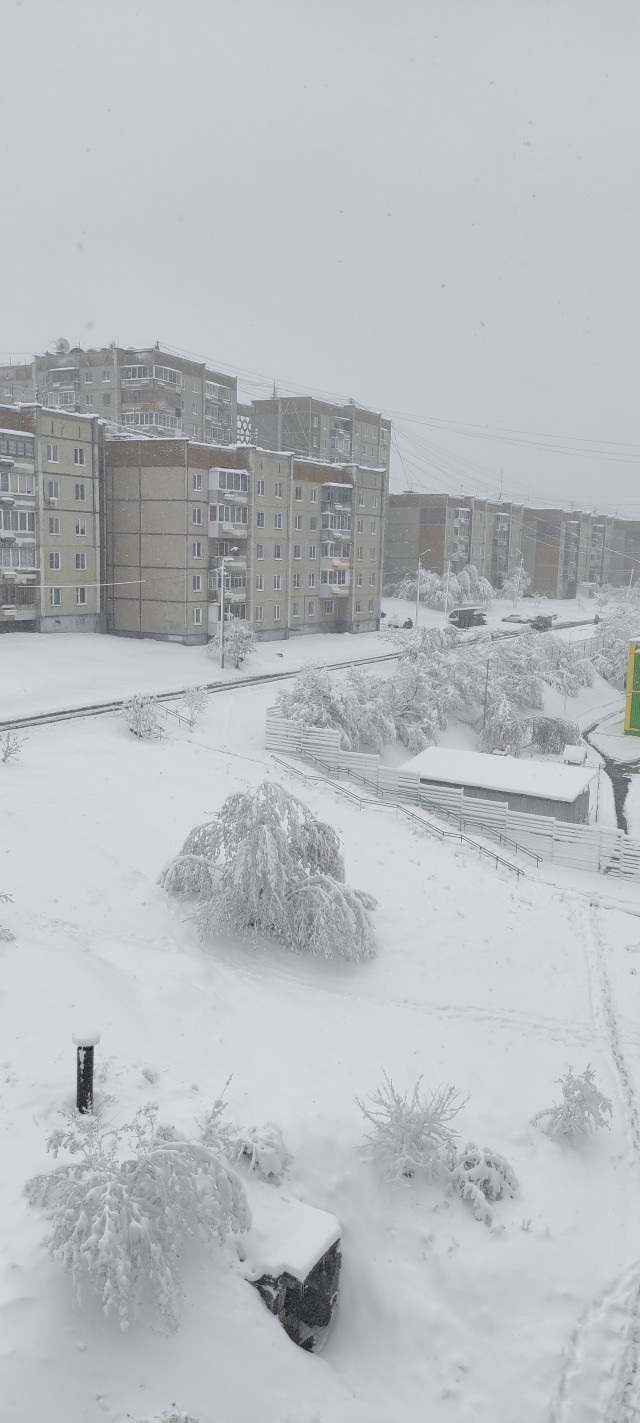 Это май баловник, это май чародей...