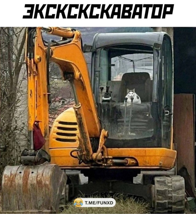 Котовторник в картинках