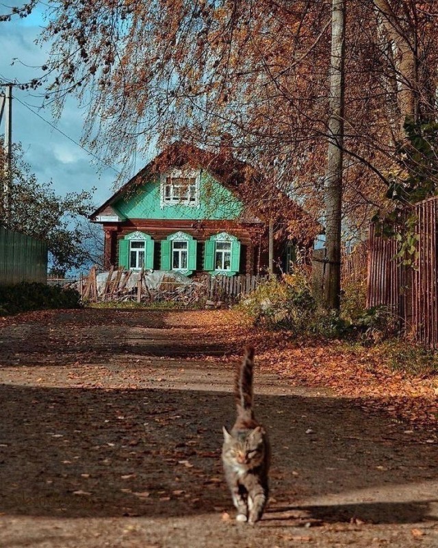 Коты деревенской породы