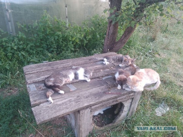 Жизнь домашнего приюта для котеек 502