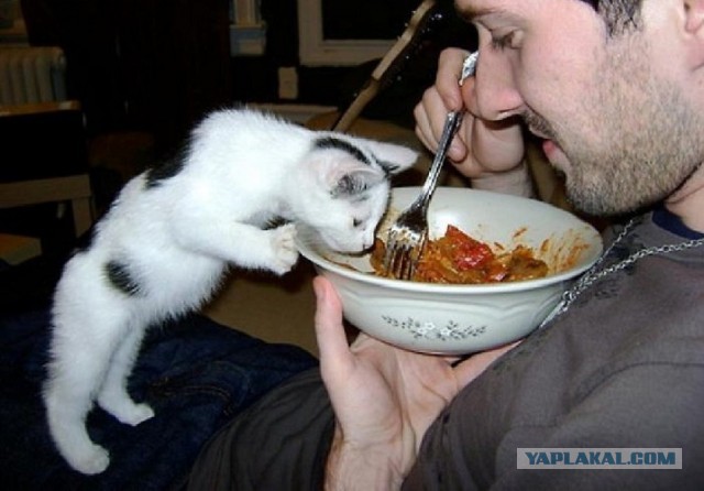 Мы с котом вдвоём