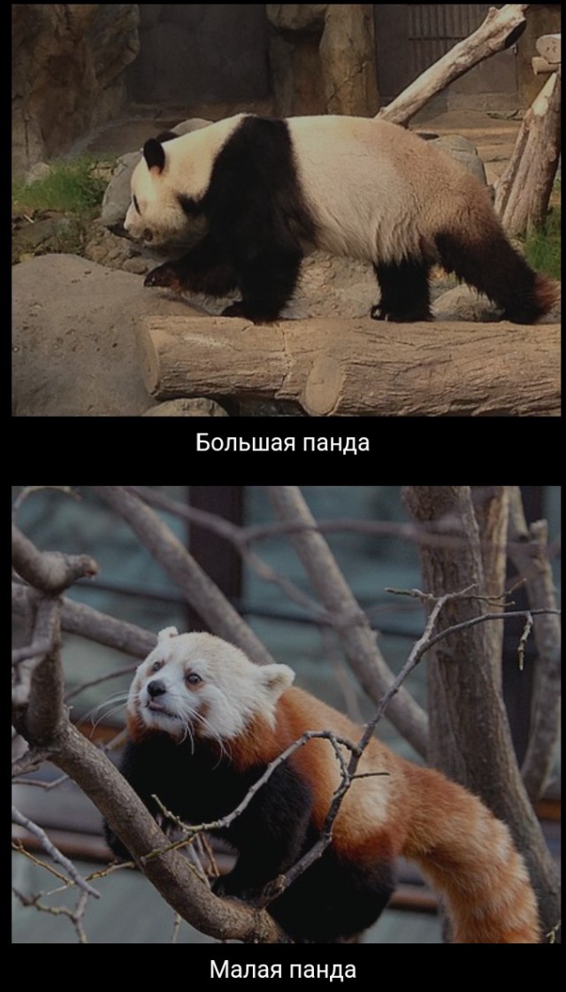 Милота