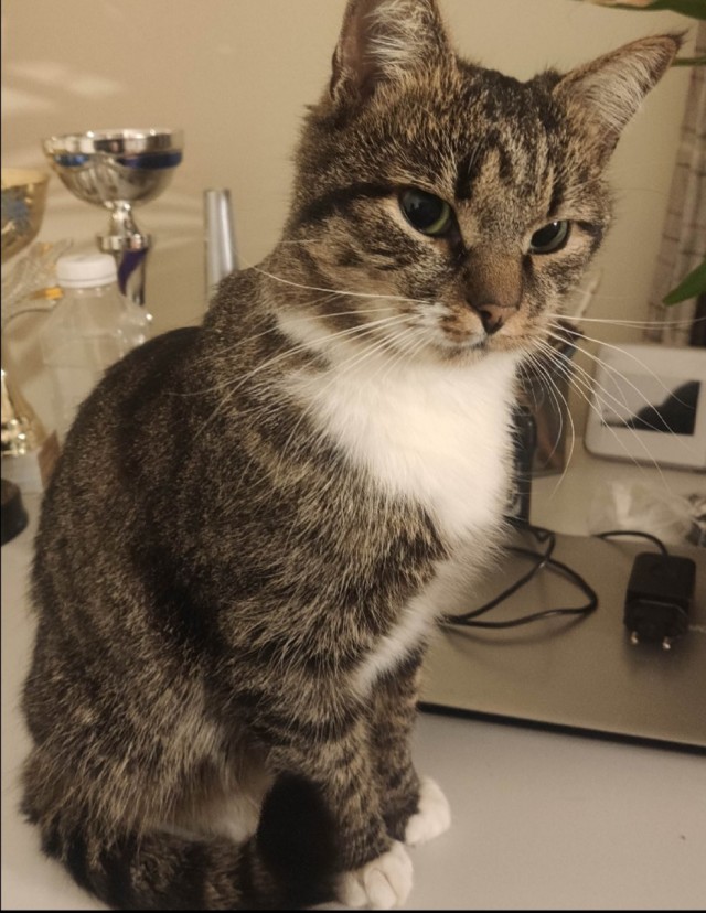 Очумелые Пёрышки