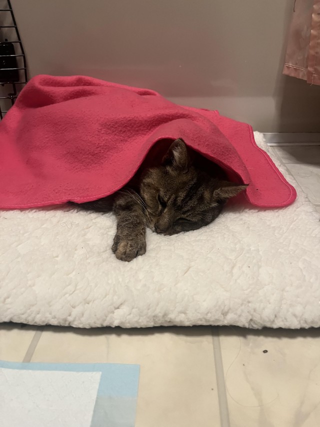 Первая ночь кошки дома