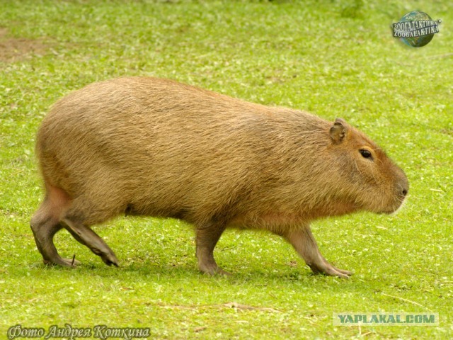 Бутан, таинственный Бутан