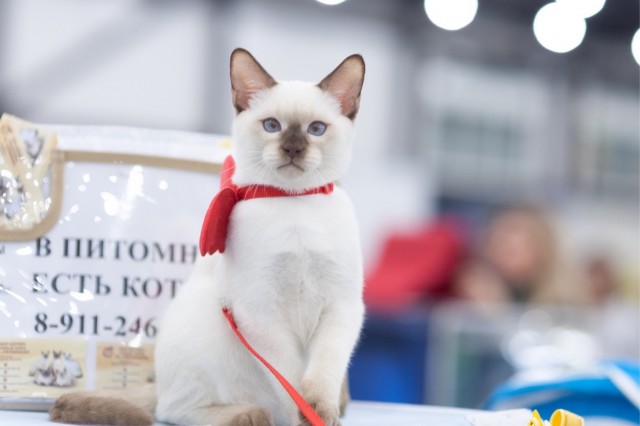А где котики, сегодня же вторник!