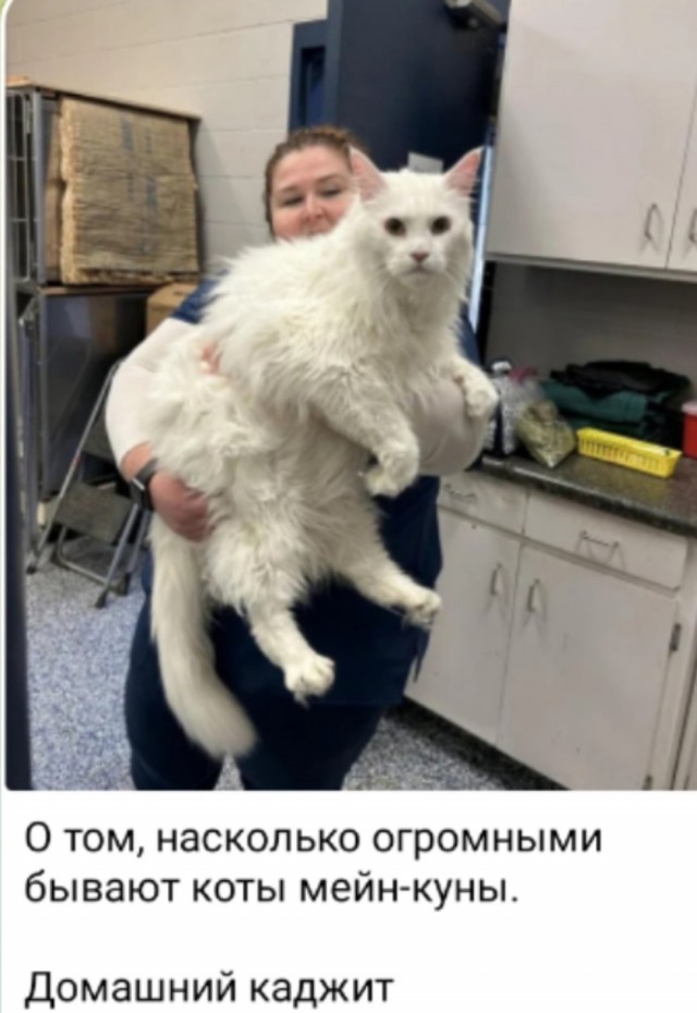Так себе картинки 17.03.25