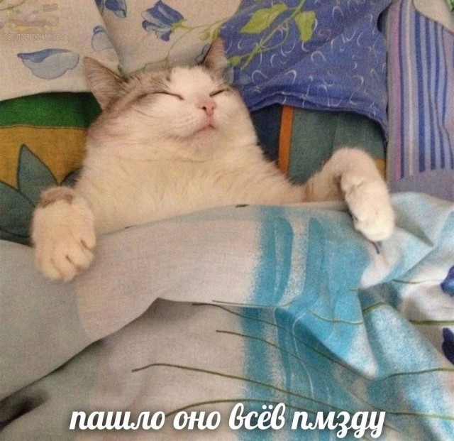 Никогда не видел кота настолько злого и в то же время настолько терпимого
