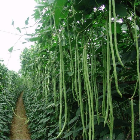 Огородники, хэлпаните!