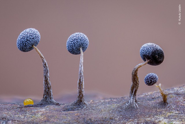 15 главных кадров конкурса Wildlife Photographer of the Year