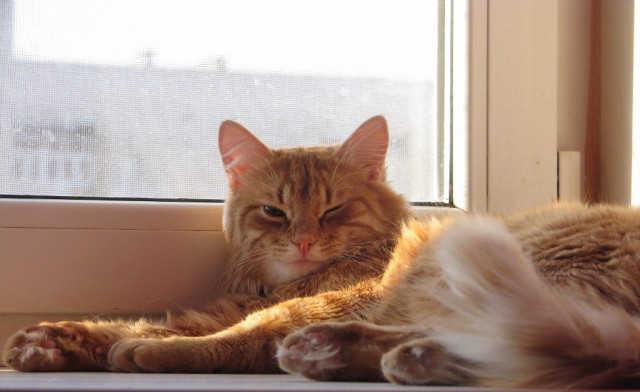 Сегодня Мишель Трахтенберг могло исполниться 40!