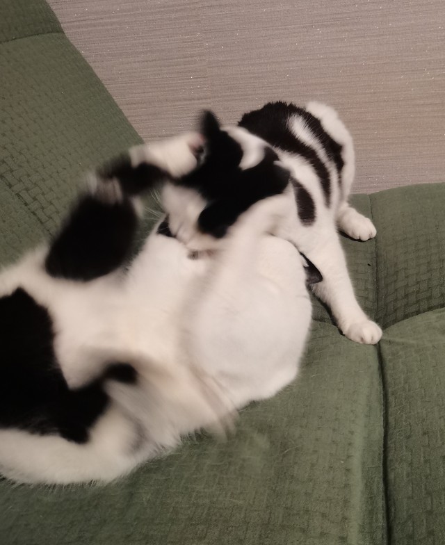 Кошачьи нежности