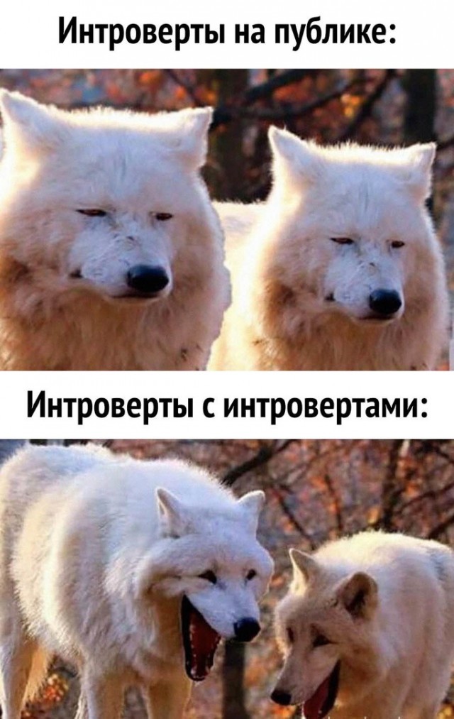 Картинки для деградации 88 (разной степени свежести)