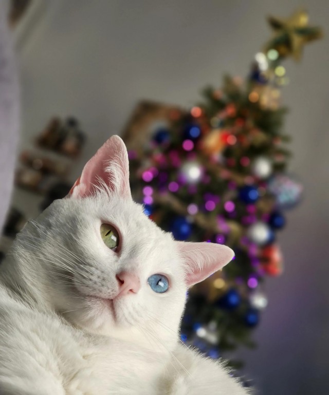 Праздничных красивых фото котов тред