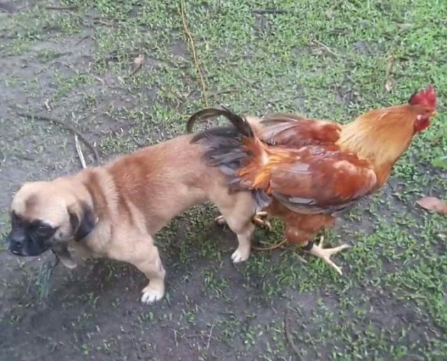 Про РСПшек и бесправных пап