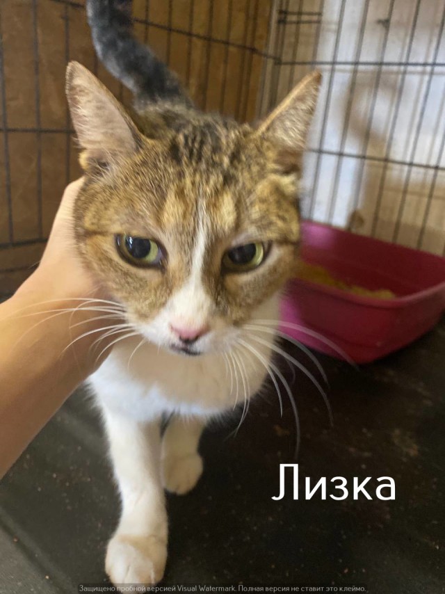 Жизнь домашнего приюта "Котоленд" 531