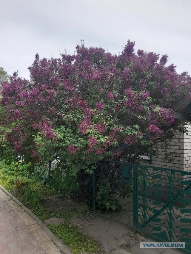 Не дать растаять Снегурчке. Нужна помощь всесильного Япа.