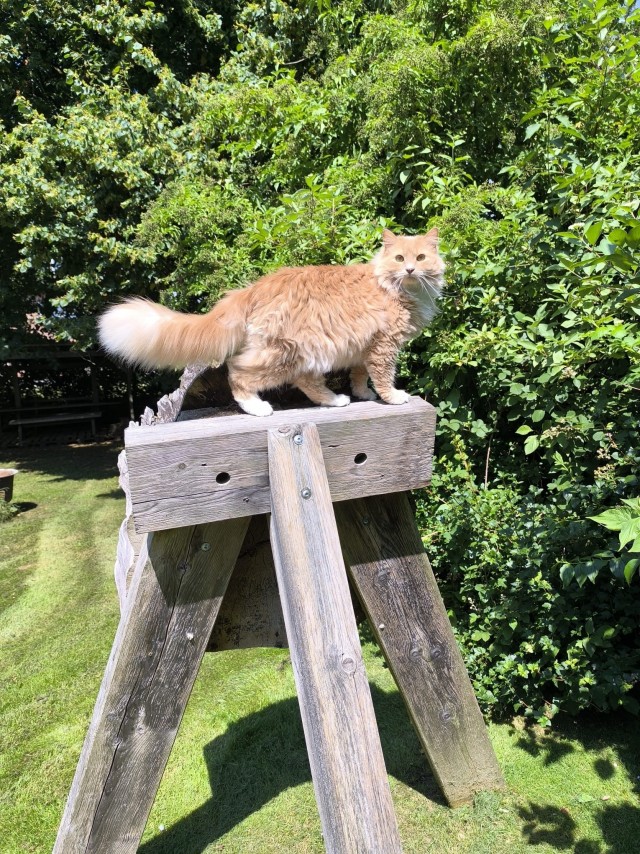 Погулял с котом