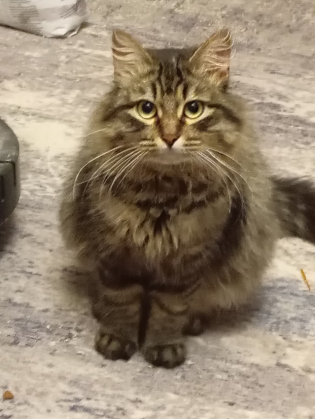 Мой котик