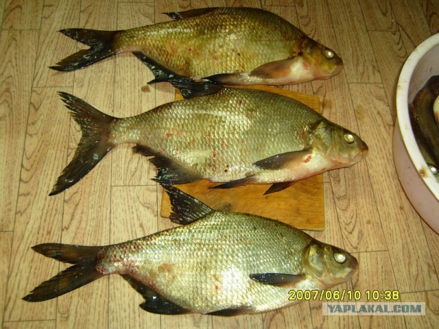 Как ловить леща на кольцо