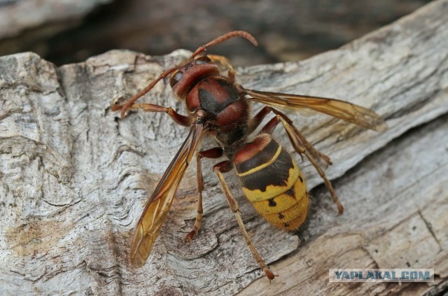 Шершень (Vespa crabro)