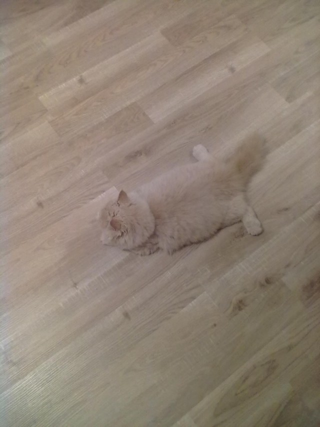 Котейка, который не знает как лежат котейки