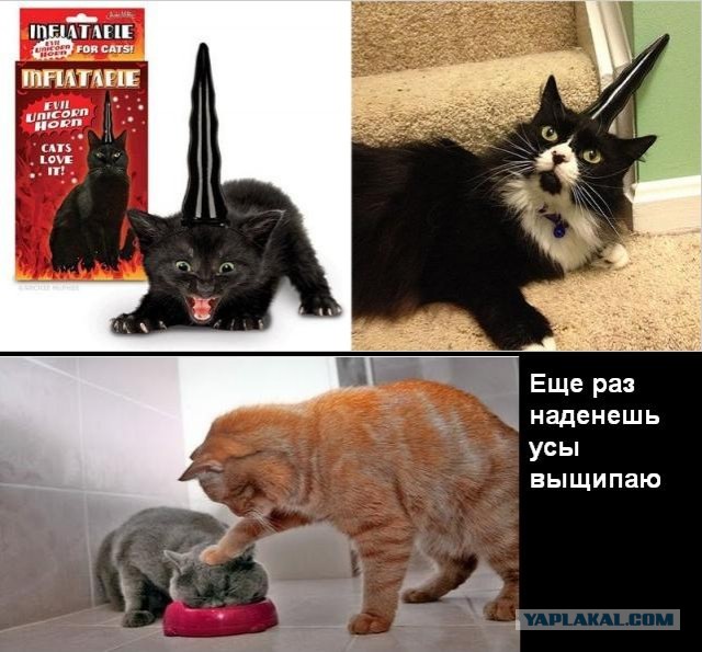 Странные товары для кошатников