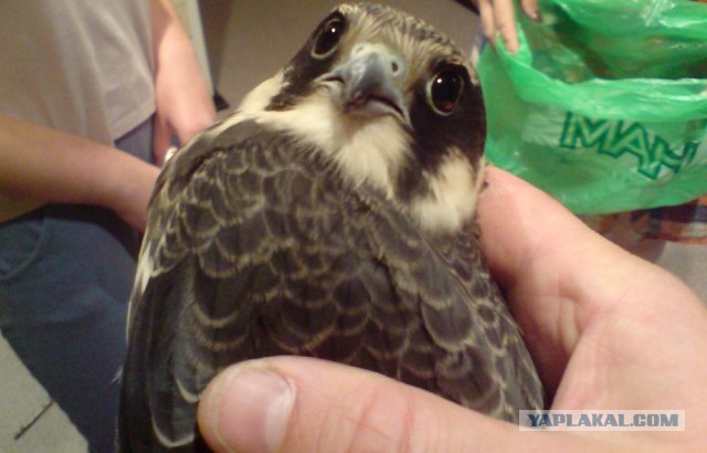 Поймал птичку