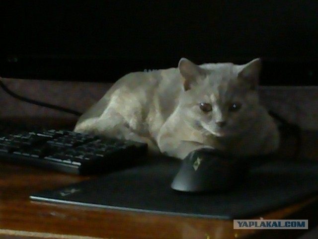 Котовторник 25.02.2014